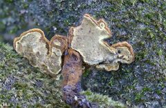 Phylloporia