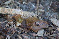 Phylloporia