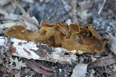 Phylloporia