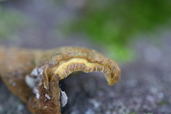 Phylloporia