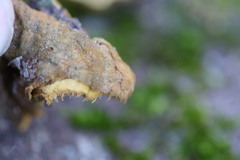 Phylloporia