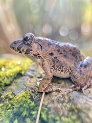 Fejervarya kawamurai