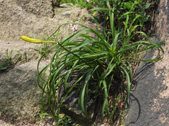 Hemerocallis citrina