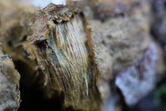 Phylloporia