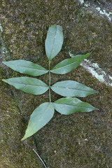 Phylloporia