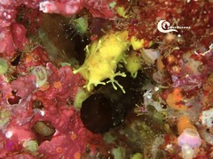 Phallusia fumigata