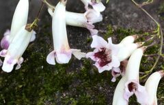 Phylloporia