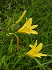Hemerocallis citrina