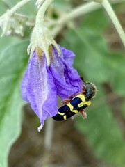 Trichodes peninsularis