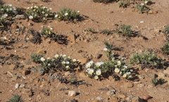 Monilaria moniliformis