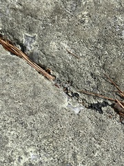 Zenodosus sanguineus