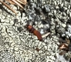 Zenodosus sanguineus