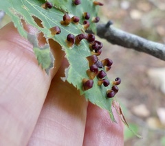Eriophyes amelanchieri