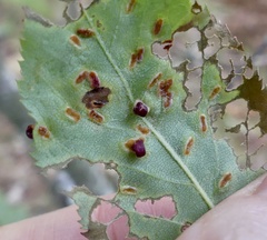 Eriophyes amelanchieri