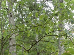 Eriophyes amelanchieri