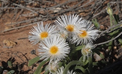 Monilaria moniliformis