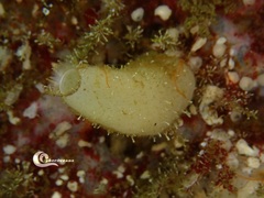 Sycon ciliatum