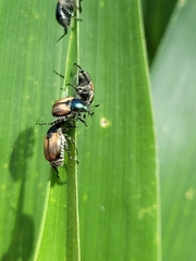 Callirhinus metallescens