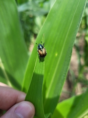 Callirhinus metallescens