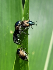 Callirhinus metallescens