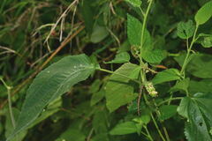 Acalypha mollis