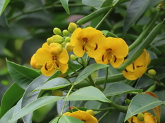 Senna hirsuta