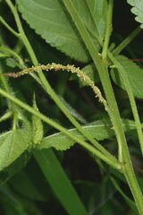 Acalypha mollis
