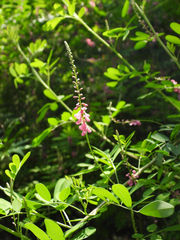 Indigofera bungeana