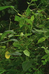 Acalypha mollis