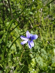 Tecophilaea violiflora
