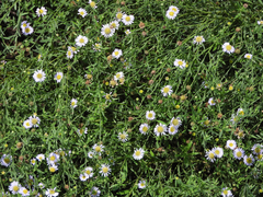 Aster pekinensis