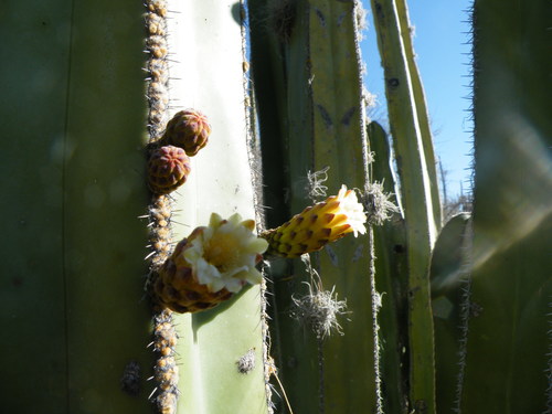 Mexican Fence Post Cactus