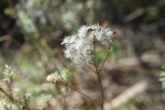 Baccharis coridifolia