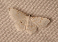 Hydrelia albifera