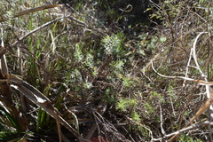 Baccharis coridifolia