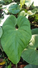 Anthurium huixtlense