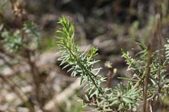 Baccharis coridifolia