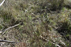 Baccharis coridifolia