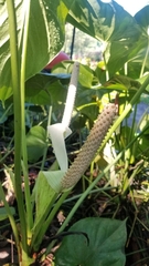 Anthurium huixtlense