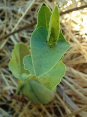 Aristolochia paucinervis