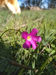 Oxalis arenaria