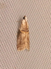 Acrobasis palliolella