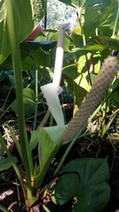 Anthurium huixtlense