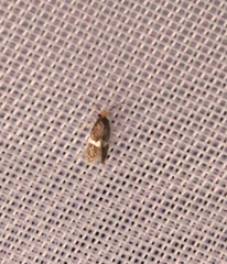 Ectoedemia similella