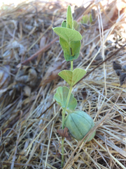 Aristolochia paucinervis