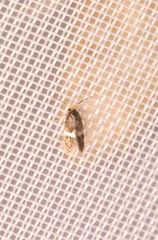 Ectoedemia similella