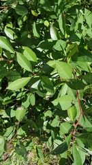 Prunus susquehanae