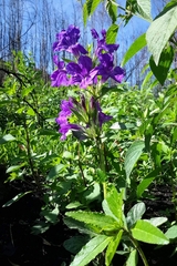 Ruellia lactea