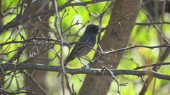 Knipolegus striaticeps