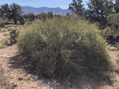 Peraphyllum ramosissimum